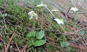 ���������� �������, �����������