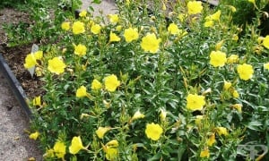 �������, ����� ����, ������� ����, ���������, ���������, ������� ������, �������, �������