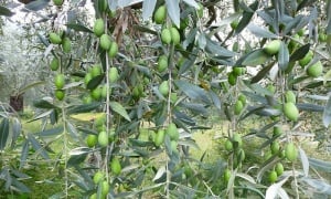 ������� (����������)