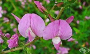 ���������, ������� �������, ����� ����, �������, �������