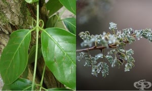 ������� �����