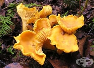 ������� ���� ����