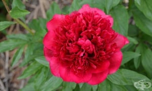 ��������� �����, ���������� �����