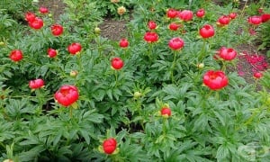 �����, ������ �����, ��� �����, ������ �����