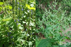 ���, ���