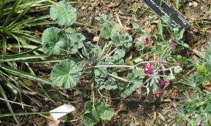 ���������� �����������, ���������� �������