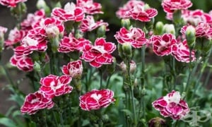 ��������� ��������