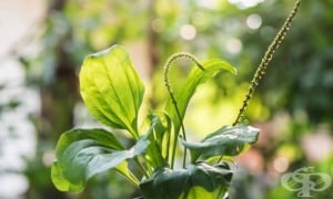 ���������� ��������, ����������, �������, �����