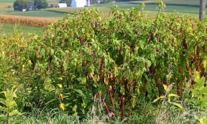 ����������� �������, �������