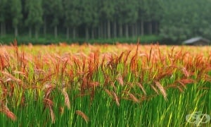 ������ ����