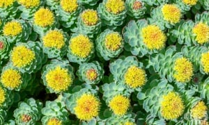 ������ �����, ����� ���������, ������ �������, ���������, �������� ������