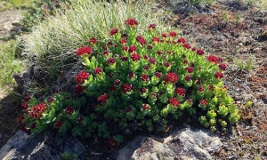 ������, ������� �����, ������� ������