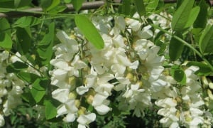 ���� ������, ��� ������