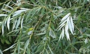 ���� �����