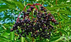 ����� ���, ����������, �������, ��������, �����