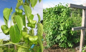 ���� ����