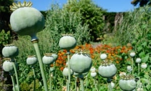 ���������� ���, ������� ���, ���-���������, ������� ���