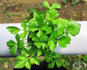 ������, ���e���