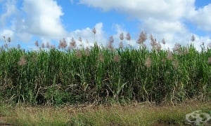 ������� ��������