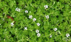 ������, ������ �������