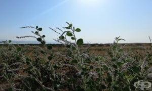 �������� �����������