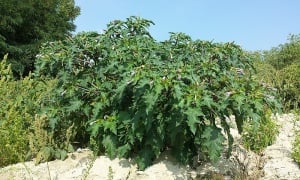 �����, ��������� ������, �����, ������