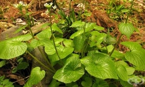 ������� ����, ������, ������