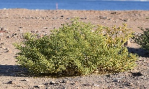 ��������� ���������