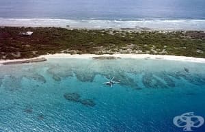 Морският живот и популацията на атола Бикини процъфтява, въпреки атомните бомби