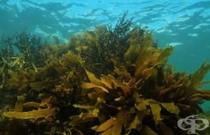 Кафявите водорасли възпрепятстват развитието на артроза