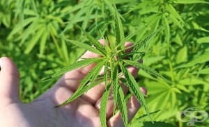 Употребяващите редовно марихуана се нуждаят от по-голяма от обичайната доза анестезия при операция