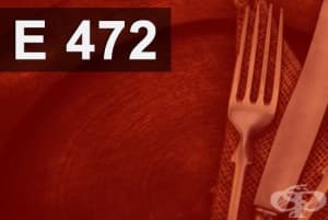 E472 - Мастни киселини на глицеринови естери (Fatty acid esters of glycerides)