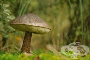 Пресни кафяви манатарки
