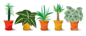 14 растения, които привличат положителната енергия в дома