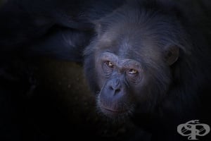 Иновативният подход на д-р Серж Вороноф за подмладяване с тъкан от маймуна