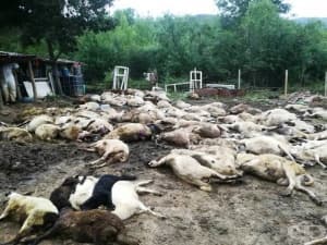 На какво мнение сте за принудителното избиване на животни в засегнатите от епидемията райони?