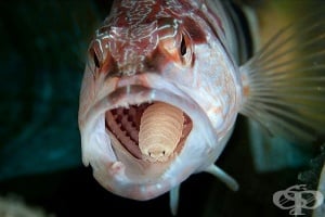 Cymothoa Exigua: морският паразит хермафродит, който живее на езика на рибата