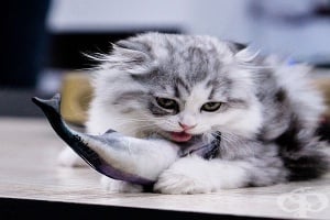 Неврологията се опитва да обясни защо вашата котка е придирчива към храната