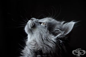 Най-странните породи котки, които никога не сте виждали
