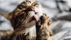 Как котките завладяват света