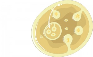 �������, ������������ �� Echinococcus granulosus, ����������