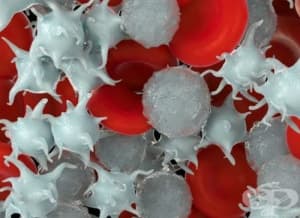 ��������, ����������