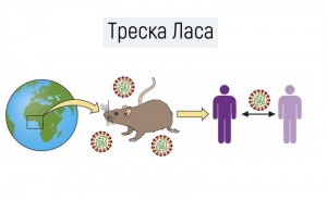 ������ Lassa