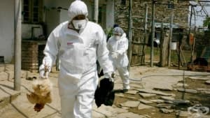 Областният управител на Видин разпореди мерки за ограничаване и ликвидиране на огнищата на птичи грип в региона