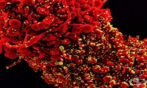 Седем случая на подварианта ВА.5 на Омикрон са потвърдени у нас