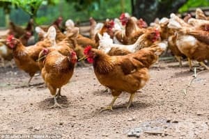 Откриха четири огнища на Нюкясълска болест по птиците в Рудозем