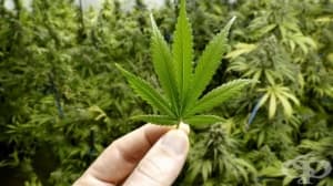 Легализираха напълно употребата на марихуана в Канада