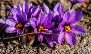 Българският шафран – един от най-качествените в света
