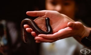 Ухапването от сколопендра (скрипя) е болезнено, но преминава бързо и не е опасно