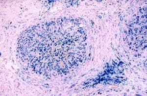 �������������� ������������